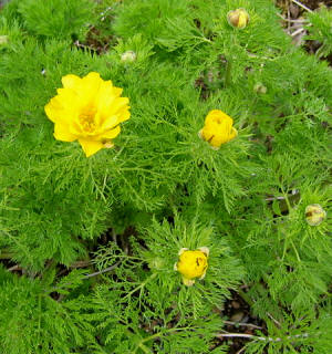 Adonis de los Pirineos (Adonis pyrenaica)