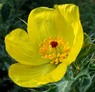 Inflorescencia de la Amapola de México (Argemone mexicana)