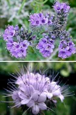 Amiga de las abejas (Phacelia tanacetifolia)