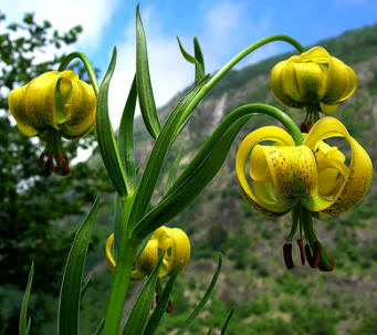 Azucena de los Pirineos (Lilium pyrenaicum)