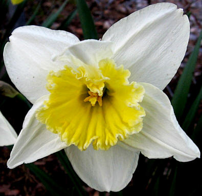 Narciso (Narcissus)