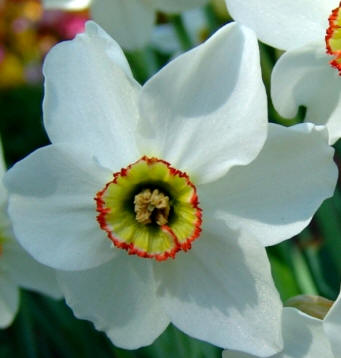 Narcissus "Pheasant Eye"