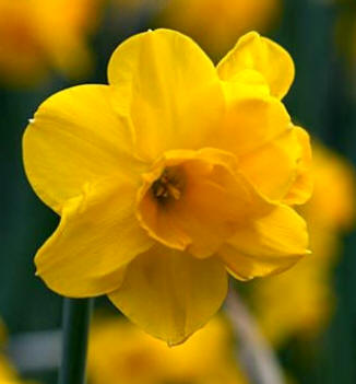 Narcissus "Trevithian"