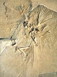 fósil de Archaeopteryx 