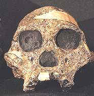 Australopithecus 