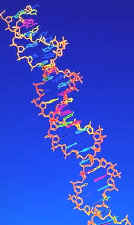 material cromosómico o genotipo