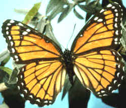 mariposa virrey 