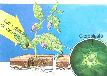 Blog Naturaleza educativa cienc_fotosintesis ¿Por qué las plantas son tan importantes para el medio ambiente? 