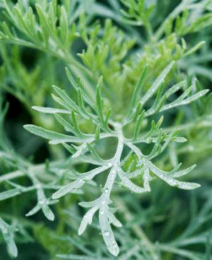 Artemisa (Artemisia dracunculus)