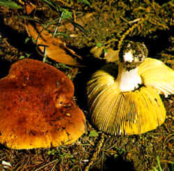 Variantes de la especie: Se presentan ejemplares con sombreros más amarillos, menos anaranjados. Es posible notar siempre el constante y característico color amarillo de las laminillas