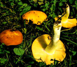 Variantes de la especie: Se presentan ejemplares con sombreros más amarillos, menos anaranjados. Es posible notar siempre el constante y característico color amarillo de las laminillas