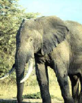 formas de vida salvaje: elefante