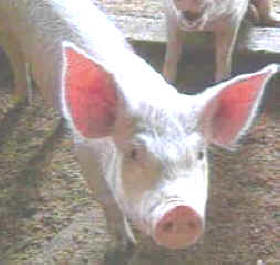 piara de cerdos: contaminación de las aguas y suelos 