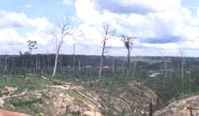 deforestación 