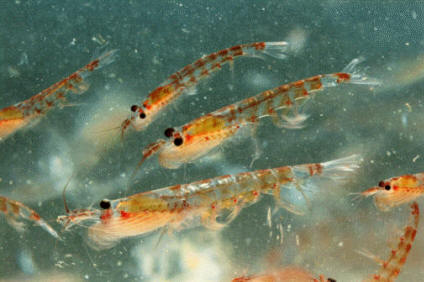 Crustáceo - Krill