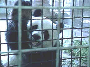 comercio de animales, oso panda