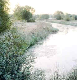 Ríos y lagos que reciben vertidos de aguas residuales sin depurar sufren una desoxigenación
