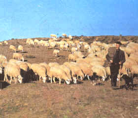 El ganado ovino ha sido una de las cabañas criadas tradicionalmente