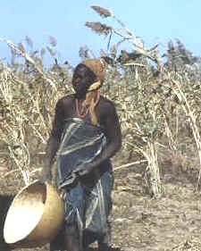 recolección en una plantación de cacahuetes en Nigeria