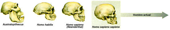 Prehistoria: Evolución de los humanos