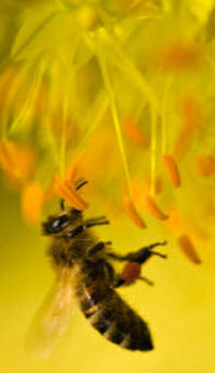 La abeja es un insecto beneficioso para los vegetales, porque facilita la polinización