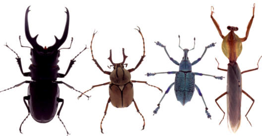 Existen numerosas especies de escarabajos. Algunas de ellas son tan voraces que pueden destruir plantaciones enteras