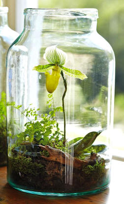 Pequeño jardín en una botella de cristal