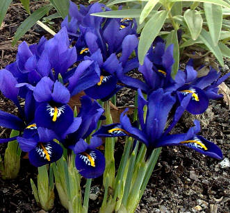 El iris debe plantarse a poca profundidad, preferiblemente no mayor de 7 u 8 cm.