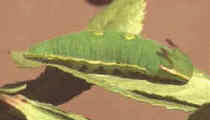 La oruga es la primera fase en la formación de los lepidópteros