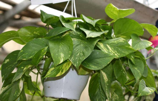 El poto es una planta especialmente adecuada para lucir colgante. Su extensos tallos con hojas pueden ser guiados incluso a lo largo de varios metros