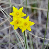Narcissus cuatrecasasii