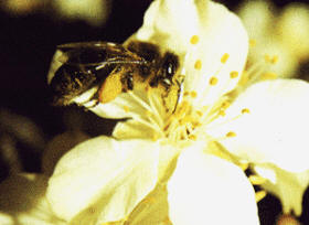 Las abejas utilizan una "danza" como medio de comunicación para informar a sus compañeras cuando han descubierto una fuente de alimento