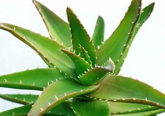 Plantas Medicinales Especies Y Propiedades Aloe Aloe Succotrina