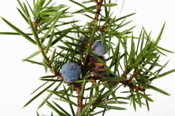 Enebro (Juniperus communis)