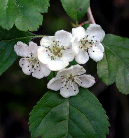 Espino blanco (Crataegus oxyacantha), una planta medicinal con alto contenido en glucósidos flavonoides