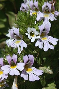 Eufrasia (Euphrasia officinalis)