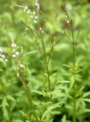 Verbena (Verbena officinalis)
