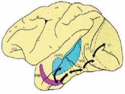 Dos estructuras muy importantes para la memoria episódica son la corteza perirhinal (PRH), la cual crea el sentido de familiaridad con respecto al pasado y el hipocampo (HIPPO), el cual codifica hechos y lugares.