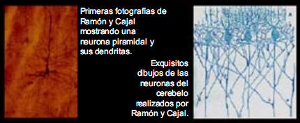 Primeras imágenes de las neuronas descubiertas por Ramón y Cajal