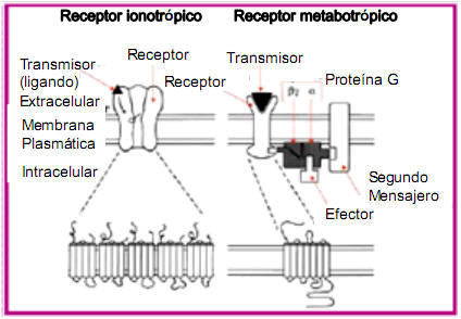 Los receptores ionotrópicos (izquierda) forman un canal a través del cual los iones pasan (como Na+ y K+). El canal está formado por cinco subunidades que se organizan en círculo. Los receptores metabotrópicos (derecha) no forman canales, pero están asociados a proteínas G situadas dentro de la célula que pueden pasar el mensaje.