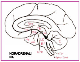 Las células noradrenérgicas se hayan en el locus coeruleus (LC). Los axones de estas celulas se distribuyen por todo el cerebro, inervando diferentes regiones como el hipotálamo (Hyp), el cerebelo (C) y la corteza cerebral.