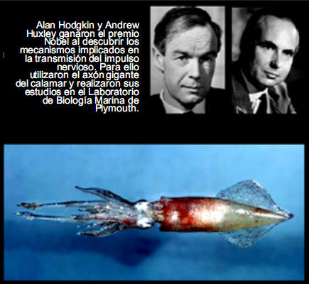Alan Hodgkin y Andrew Huxley ganaron el premio Nobel al descubrir los mecanismos implicados en la transmisión del impulso nervioso.