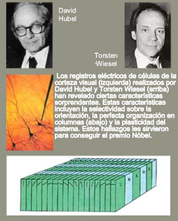 David Hubel, Torsten Wiesel. Estudios sobre los registros eléctricos de células de la corteza visual...