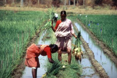 El arroz constituye la base de alimentación de millones de personas, especialmente en Asia. En la imagen: mujeres campesinas trabajando en un arrozal de la India. Foto www.fao.org