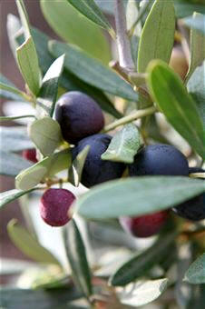 Las olivas, que son verdes al principio, se tornan violáceas o negras cuando han madurado