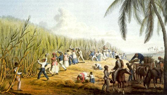 La esclavitud se consolidó a raíz de las necesidades de mano de obra para las vastas plantaciones de algodón, tabaco y azúcar. Ilustración: William Clark, "Cutting the Sugar-Cane" 1823 (John Carter Brown Library)