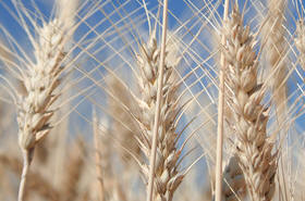 El trigo se encuentra entre los cereales cultivados desde más antiguo