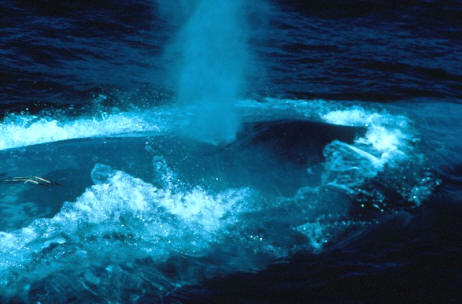 El chorro de una ballena azul puede alcanzar los 10 m. de altura