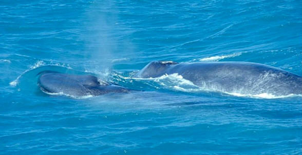 Una ballena azul con su cría