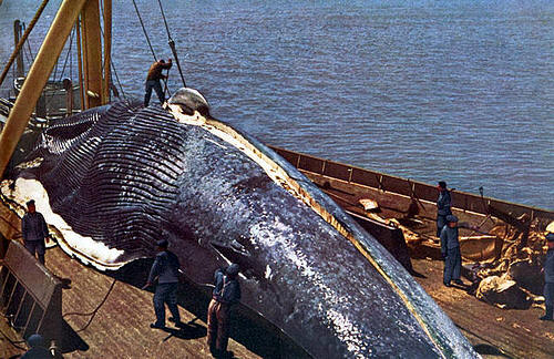 Una ballena azul siendo procesada